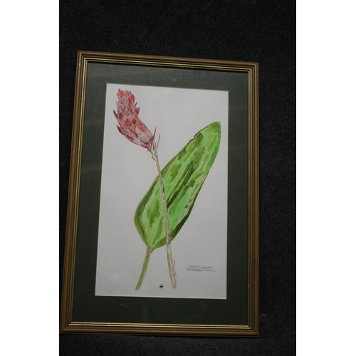 385 - Watercolour of a Plant, 53 x 36 cm