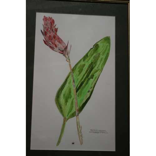 385 - Watercolour of a Plant, 53 x 36 cm