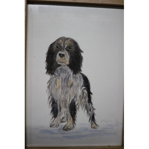 124 - Watercolour of a Spaniel Dog Signed Marca - 26 x 34cm