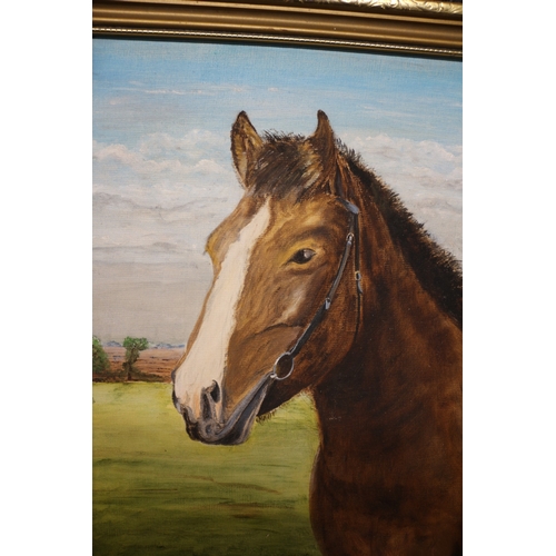 127 - Oil on Board of a Horse - 36 x 46cm