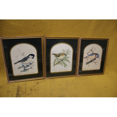 474 - 3 x Bird Pictures in Matching Mounts and Frames - 33 x 27cm