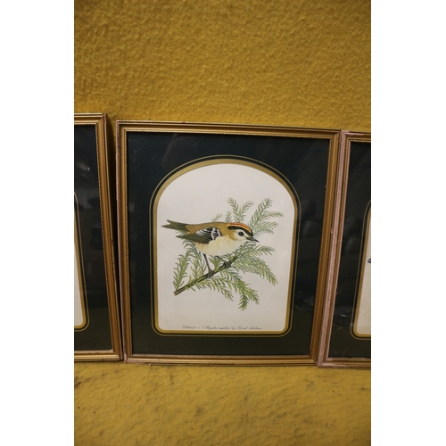 474 - 3 x Bird Pictures in Matching Mounts and Frames - 33 x 27cm