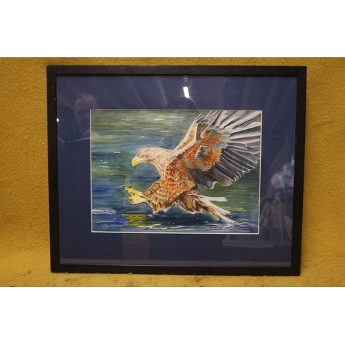 510 - Watercolour of an Eagle Pre-Striking for a Fish - Signed by Y. Stewart - 53 x 43cm