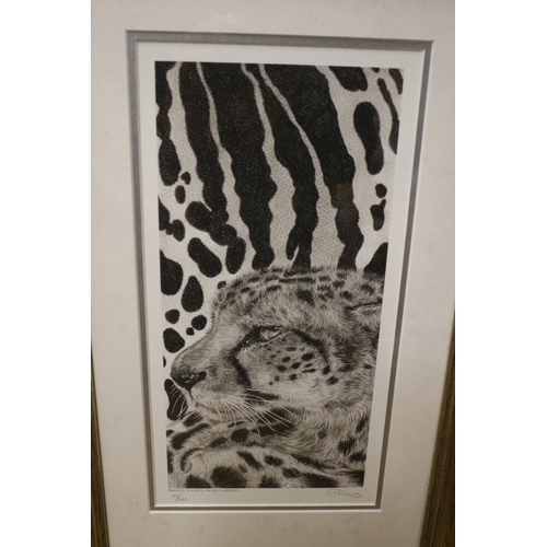 527 - Limited Edition Print of Spots & Stripes, King Cheetah - 125/245 by Stilking - 51 x 33cm