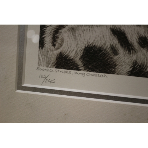 527 - Limited Edition Print of Spots & Stripes, King Cheetah - 125/245 by Stilking - 51 x 33cm