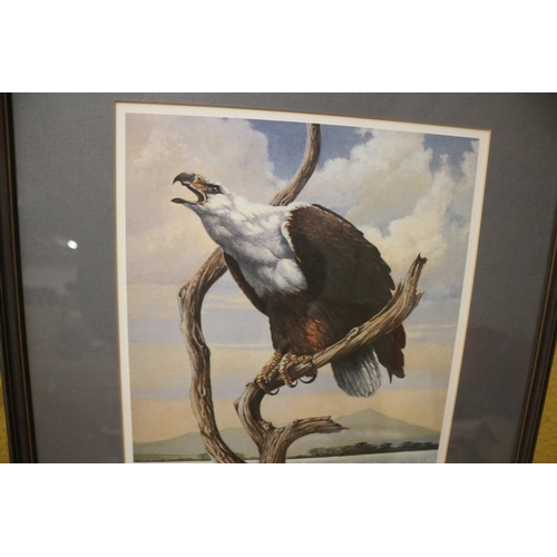 531 - Limited Edition Print of a Bald Eagle - 53 x 43cm