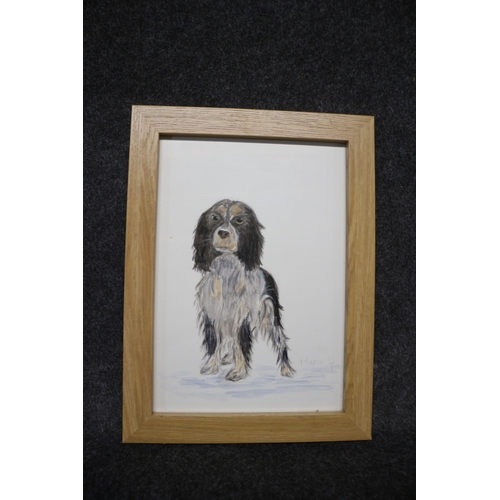 666 - Watercolour of a Spaniel Dog Signed Marca - 26 x 34cm