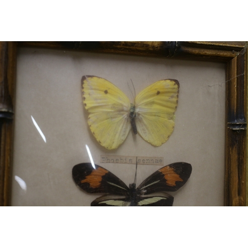 80 - 3 Bamboo Style Framed Butterfly Display with Bow Fronted Glass - Believed from Brazil - 1990's - 20 ... 