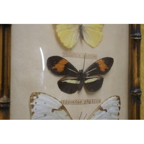 80 - 3 Bamboo Style Framed Butterfly Display with Bow Fronted Glass - Believed from Brazil - 1990's - 20 ... 