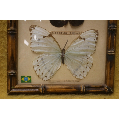 80 - 3 Bamboo Style Framed Butterfly Display with Bow Fronted Glass - Believed from Brazil - 1990's - 20 ... 