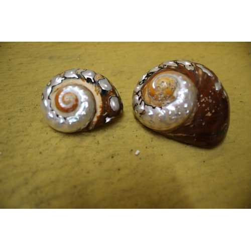 184 - Pair of Ornate Seashells