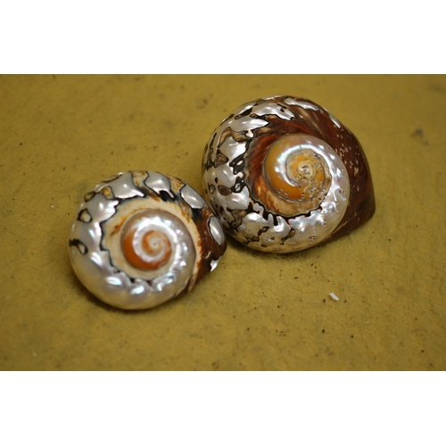 184 - Pair of Ornate Seashells