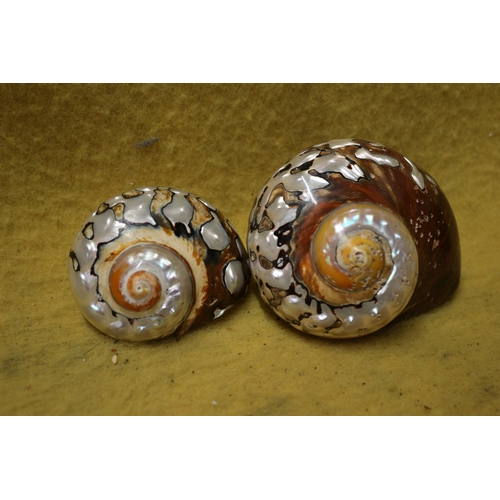 184 - Pair of Ornate Seashells