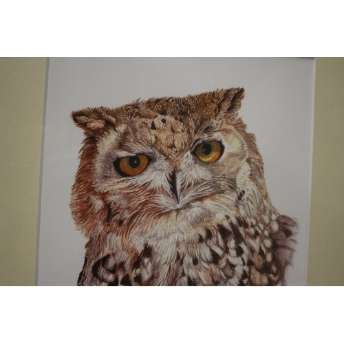 24 - Oriental Scops Owl Limited Edition 71100, Pencil Signed Picture