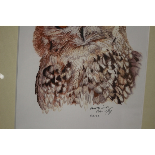 24 - Oriental Scops Owl Limited Edition 71100, Pencil Signed Picture