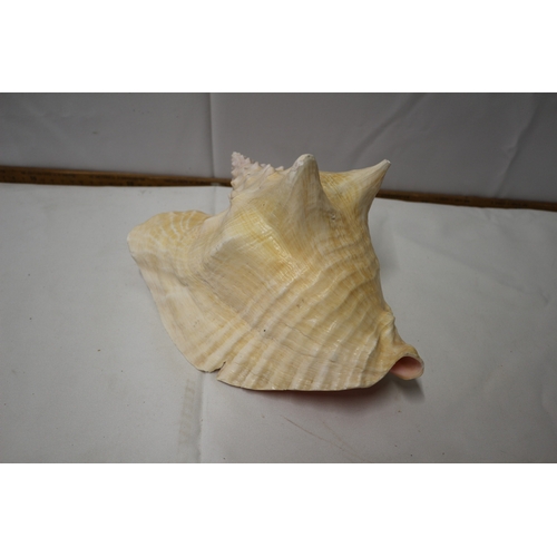 5 - Large Conch Shell, 25cm