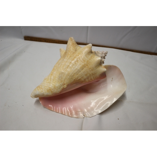 5 - Large Conch Shell, 25cm