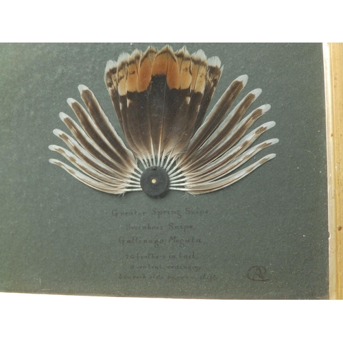 39 - A glazed framed display of snipe feathers; Winter Snipe, Lesser Spring Snipe & Greater Spring Snipe ... 