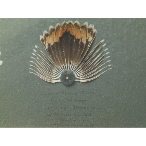 39 - A glazed framed display of snipe feathers; Winter Snipe, Lesser Spring Snipe & Greater Spring Snipe ... 