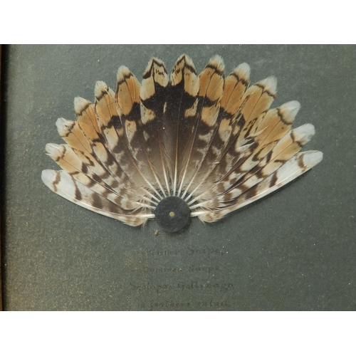 39 - A glazed framed display of snipe feathers; Winter Snipe, Lesser Spring Snipe & Greater Spring Snipe ... 