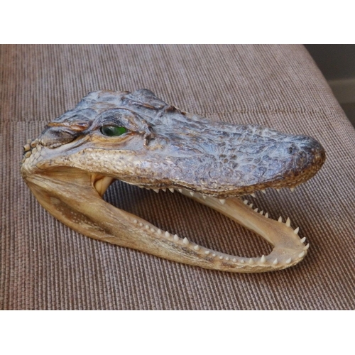 121 - A taxidermy cayman head, 6.5