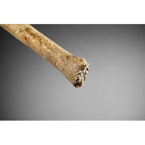 637 - Y A LARGE WALRUS 'PENIS BONE' BACULUM HAND CLUB ARCTIC/BERING STRAIT, 19TH CENTURY OR EARLIER 59cm l... 