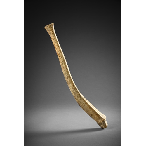 637 - Y A LARGE WALRUS 'PENIS BONE' BACULUM HAND CLUB ARCTIC/BERING STRAIT, 19TH CENTURY OR EARLIER 59cm l... 