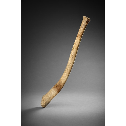 637 - Y A LARGE WALRUS 'PENIS BONE' BACULUM HAND CLUB ARCTIC/BERING STRAIT, 19TH CENTURY OR EARLIER 59cm l... 