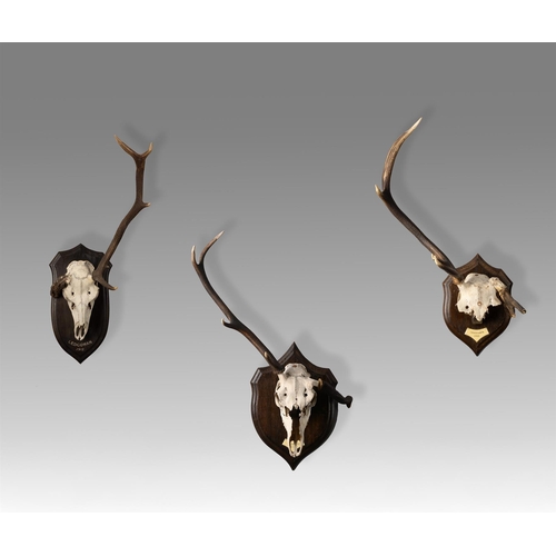 753 - A SET OF THREE ROWLAND WARD MOUNTED 'DEFORMED' ANTLERS LATE 19TH CENTURY Shields inscribed and dated... 