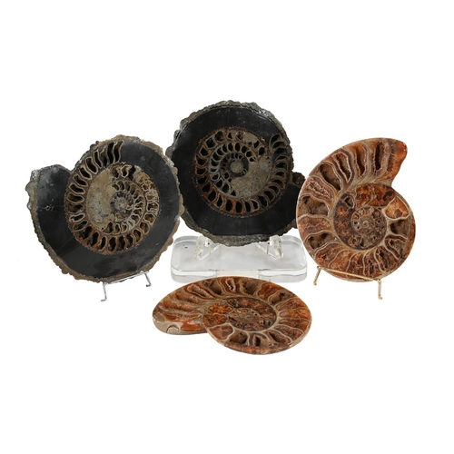 770 - TWO PAIRS OF AMMONITE HALVES One pair with pyritization, 31cm wideThe second pair, with crystalised ... 