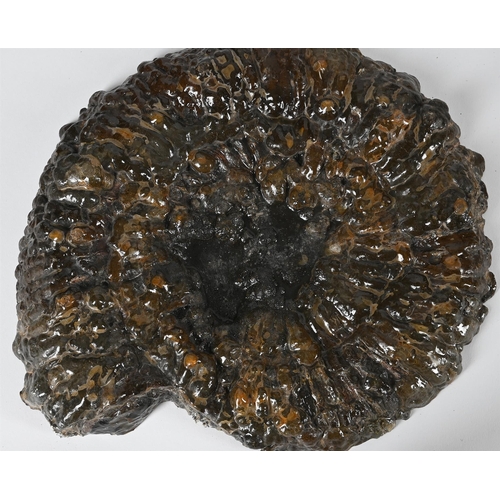 770 - TWO PAIRS OF AMMONITE HALVES One pair with pyritization, 31cm wideThe second pair, with crystalised ... 