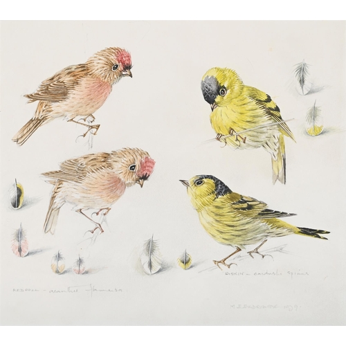 77 - λ MILDRED ELDRIDGE (BRITISH 1909-1991)THREE ANIMAL STUDIES OF A CIRL BUNTING, SISKIN, REDPOOL, AND M... 