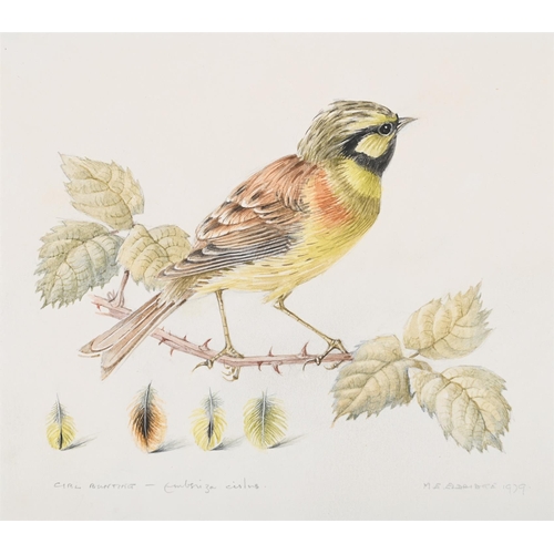 77 - λ MILDRED ELDRIDGE (BRITISH 1909-1991)THREE ANIMAL STUDIES OF A CIRL BUNTING, SISKIN, REDPOOL, AND M... 