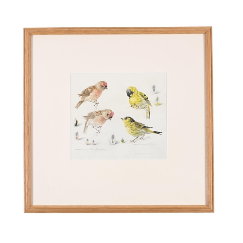 77 - λ MILDRED ELDRIDGE (BRITISH 1909-1991)THREE ANIMAL STUDIES OF A CIRL BUNTING, SISKIN, REDPOOL, AND M... 