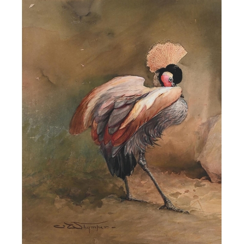 78 - CHARLES WHYMPER (BRITISH 1853-1941)DEMOISELLE CRANEWatercolourSigned (lower left)35 x 28.5cm (13¾ x ... 