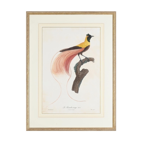 80 - AFTER EDWARD LEARTHREE COLOURED LITHOGRAPHS OF PARROTS Together with another after BarrabandColoured... 