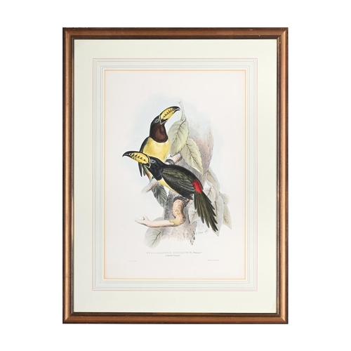 80 - AFTER EDWARD LEARTHREE COLOURED LITHOGRAPHS OF PARROTS Together with another after BarrabandColoured... 