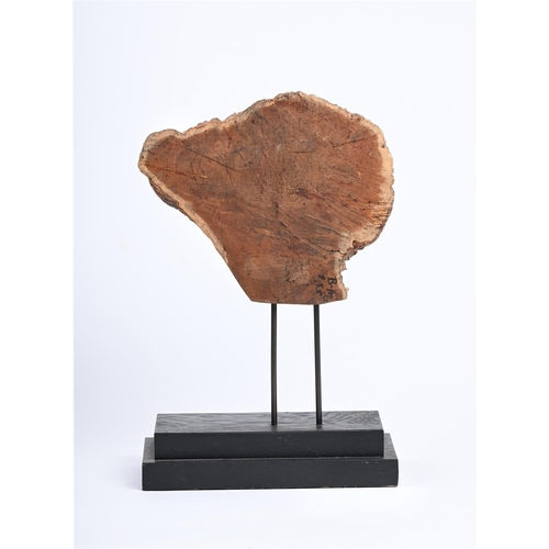 325 - A SECTION OF BURR WOOD Presented on a modern 'museum' stand 39cm high