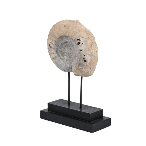 327 - AN AMMONITE FOSSIL Now mounted on modern 'museum' base, 37cm high overall