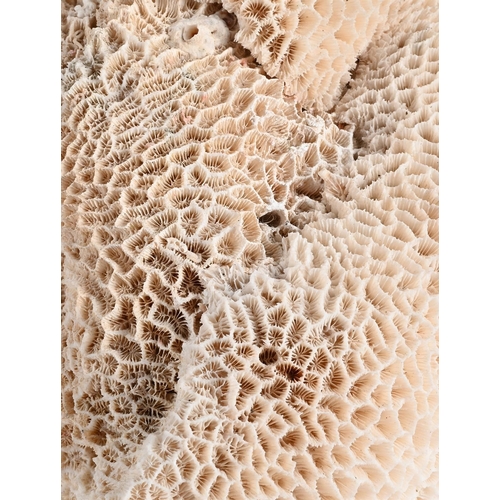 345 - Y A QUANTITY OF CORAL SPECIMENSthe largest approximately 38cm high, 54cm wide, 36cm deep, the smalle... 