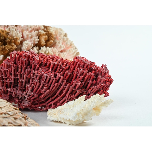 366 - Y A QUANTITY OF CORAL SPECIMENSthe largest approximately 15cm high, 23cm wide, 13cm deep, the smalle... 