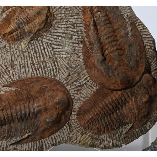 730 - A GROUP OF FOUR FOSSILS, INCLUDING AMMONITES AND TRILOBITESTHE TRILOBITES 538-485 MILLION YEARS OLDT... 