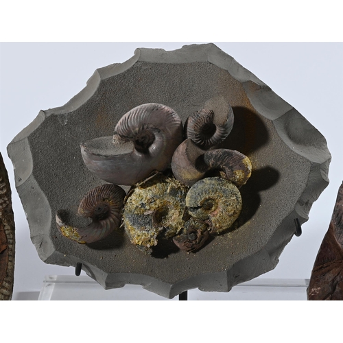 730 - A GROUP OF FOUR FOSSILS, INCLUDING AMMONITES AND TRILOBITESTHE TRILOBITES 538-485 MILLION YEARS OLDT... 