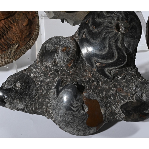 730 - A GROUP OF FOUR FOSSILS, INCLUDING AMMONITES AND TRILOBITESTHE TRILOBITES 538-485 MILLION YEARS OLDT... 