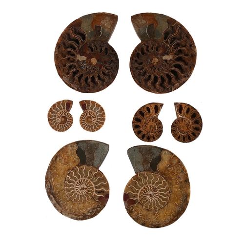 733 - FOUR PAIRS OF PYRITIZED AMMONITES WITH CALCITE JURASSIC PERIODthe smallest approximately 6cm high, 7... 