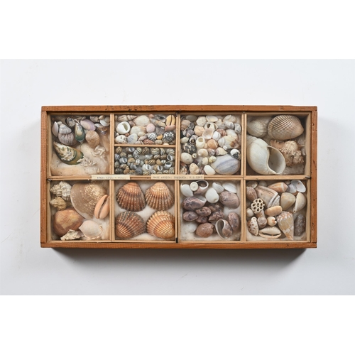 737 - A COLLECTION OF VARIOUS SHELLS IN ELEVEN FRAMED CASES  MID 20TH CENTURY Each case divided and with s... 