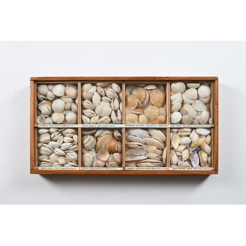 737 - A COLLECTION OF VARIOUS SHELLS IN ELEVEN FRAMED CASES  MID 20TH CENTURY Each case divided and with s... 