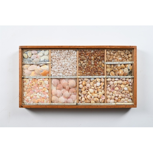 737 - A COLLECTION OF VARIOUS SHELLS IN ELEVEN FRAMED CASES  MID 20TH CENTURY Each case divided and with s... 