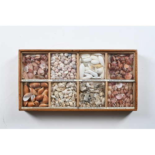 737 - A COLLECTION OF VARIOUS SHELLS IN ELEVEN FRAMED CASES  MID 20TH CENTURY Each case divided and with s... 