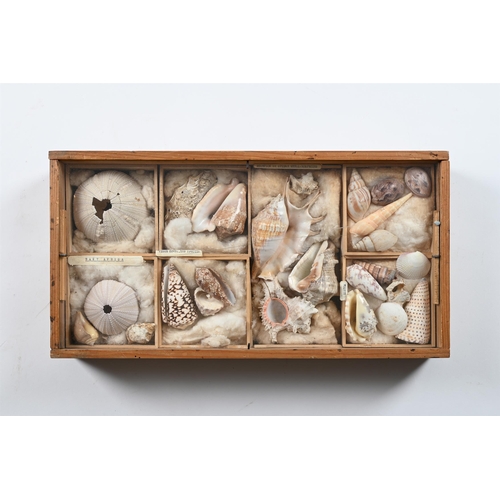 737 - A COLLECTION OF VARIOUS SHELLS IN ELEVEN FRAMED CASES  MID 20TH CENTURY Each case divided and with s... 